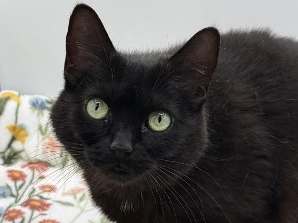 An adult small-sized female Domestic Short Hair cat named Itsy Bitsy for adoption in Portland, OR
