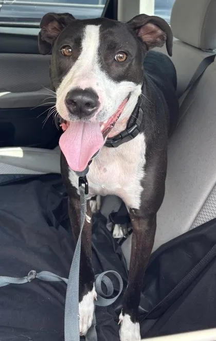 An adult large-sized male Mixed Breed dog named Sampson for adoption in Chamblee, GA