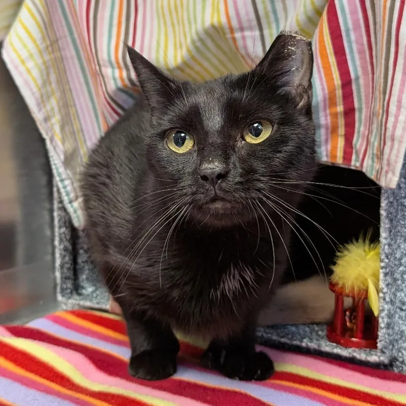 An adult medium-sized female Black Domestic Short Hair cat named Brittany for adoption in Birdsboro, PA