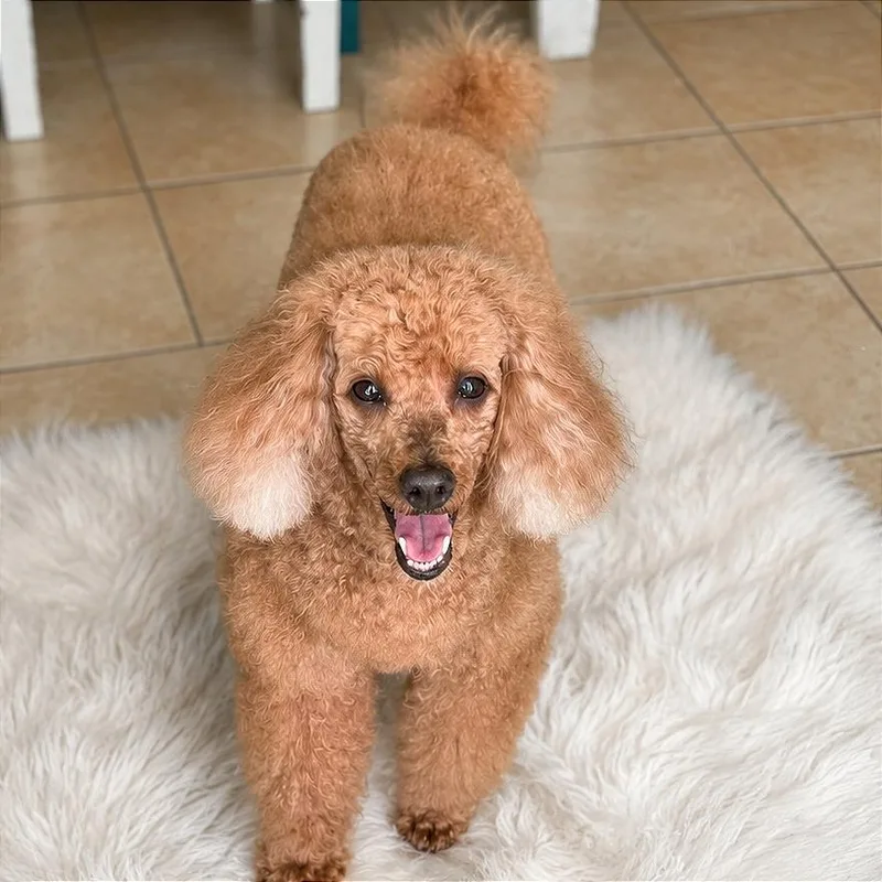 A senior small-sized male Brown / Chocolate Miniature Poodle dog named Sir Oliver for adoption in Tampa, FL