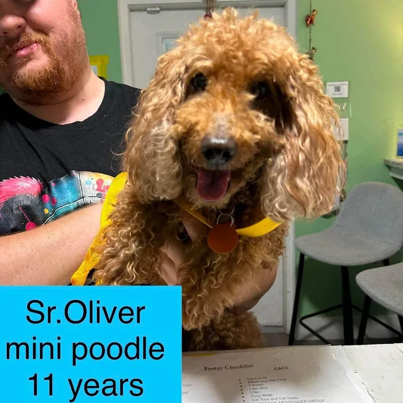 Sir Oliver thumbnail 6