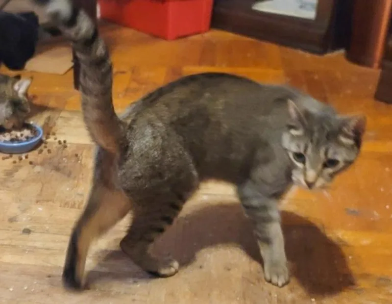 An adult medium-sized male Gray / Blue / Silver Domestic Short Hair cat named Rex for adoption in Elmwood Park, NJ