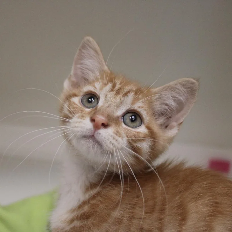 A baby small-sized female Orange / Red Domestic Short Hair cat named Cheeto for adoption in Champaign, IL