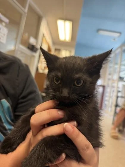 A baby small-sized female Domestic Short Hair cat named Marigold for adoption in Winona, MN