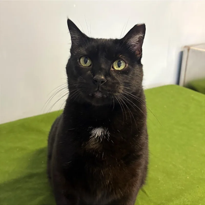 A senior extra large-sized male Black Domestic Short Hair cat named Shadow for adoption in Fort Lauderdale, FL