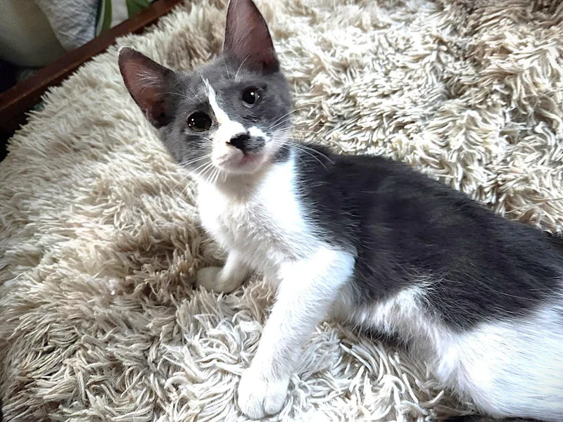 A baby medium-sized female Gray & White Domestic Short Hair cat named CoCo for adoption in Fort Myers, FL