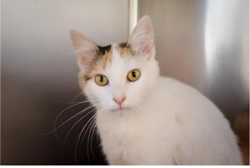 An adult medium-sized female White Domestic Medium Hair cat named Lady Gwendolyn Josephine Winterbourne for adoption in Georgetown, OH