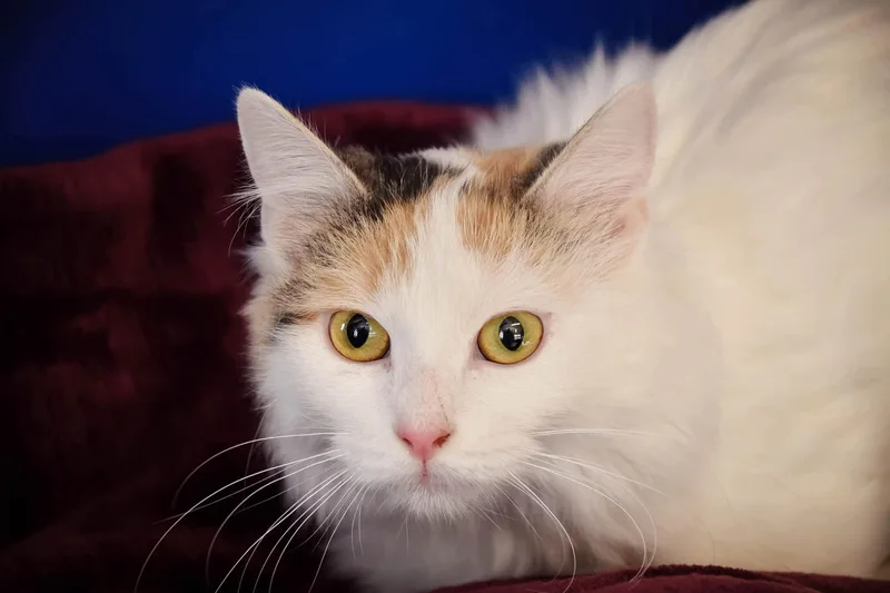 Lady Gwendolyn Josephine Winterbourne thumbnail 2