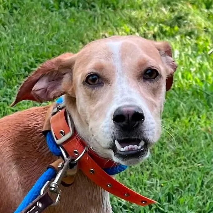 A young medium-sized female Apricot / Beige Mixed Breed dog named Lovie for adoption in Tunica, MS