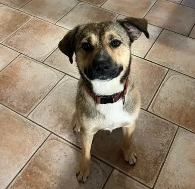 An adult medium-sized male Shepherd dog named Graham for adoption in Irmo, SC