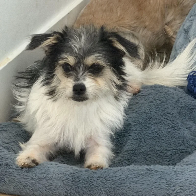 A baby small-sized female White / Cream Maltese dog named Ms. Gorgeous Winter for adoption in Ridgefield, WA