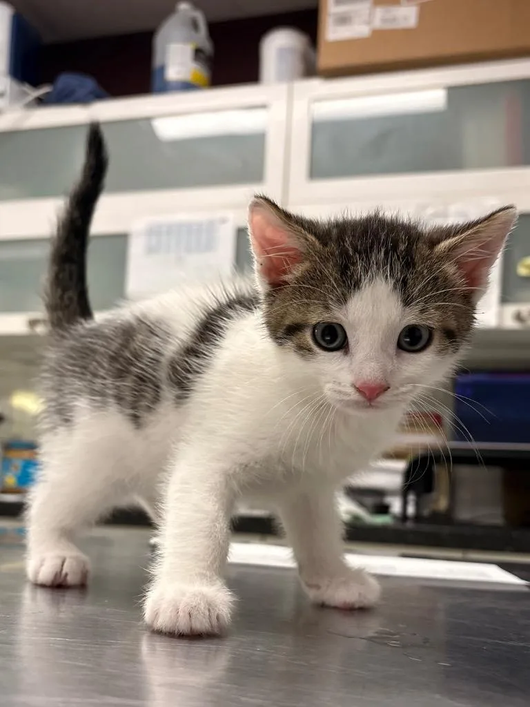 A baby medium-sized male Domestic Short Hair cat named Chocolate Chip for adoption in Fall River, MA