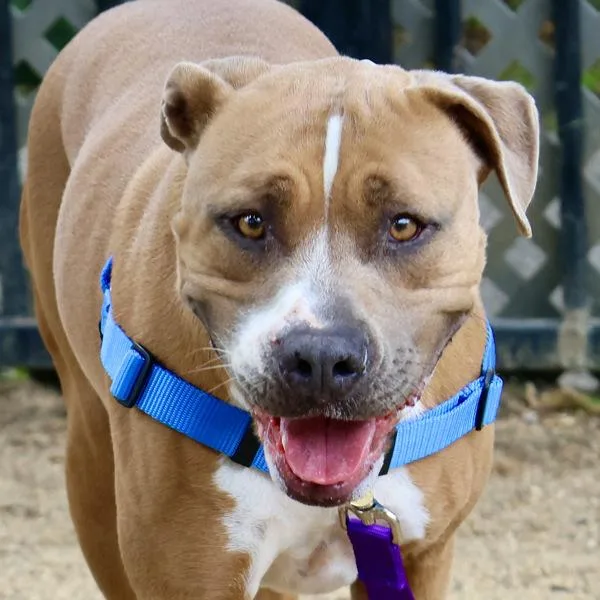 An adult large-sized male Pit Bull Terrier dog named Ziggy for adoption in Dublin, CA