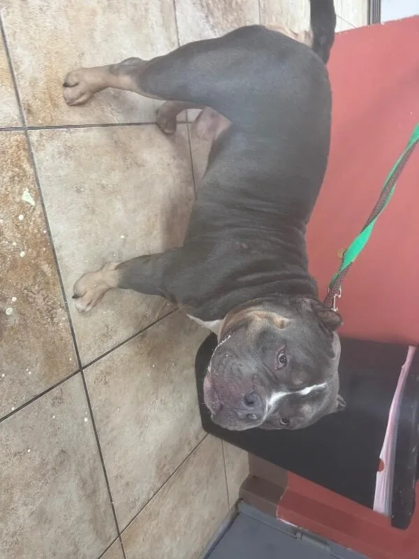 An adult large-sized male Tricolor (Brown, Black, & White) Mixed Breed dog named Chili Cheese Fries for adoption in Cincinnati, OH