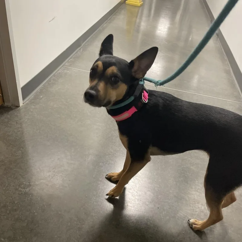 An adult medium-sized female Black Mixed Breed dog named Daisy for adoption in Dickinson, TX