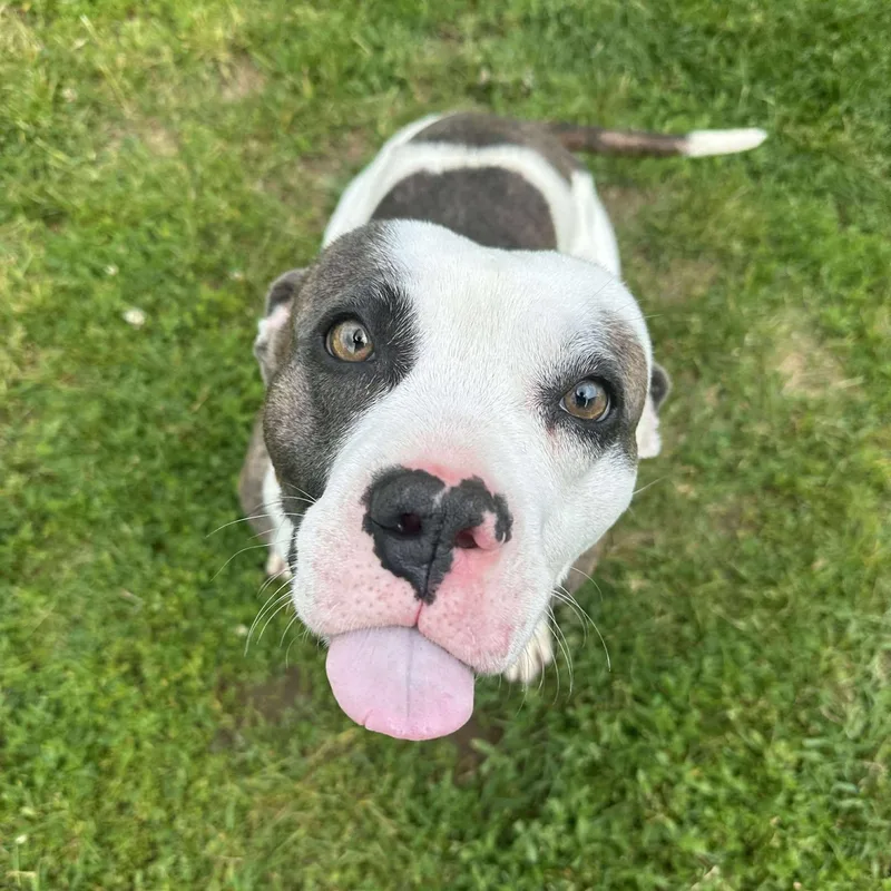 Finnegan thumbnail 2