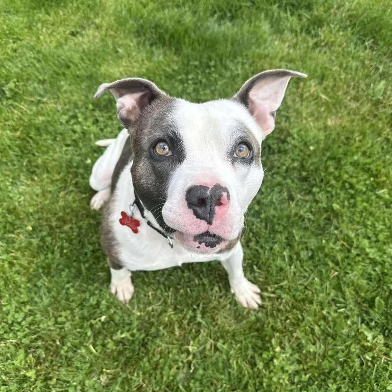 Finnegan thumbnail 3