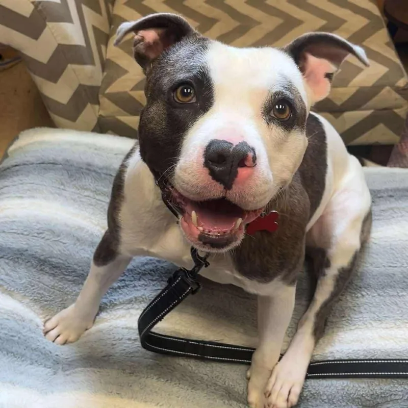 A young medium-sized male Staffordshire Bull Terrier dog named Finnegan for adoption in Valparaiso, IN