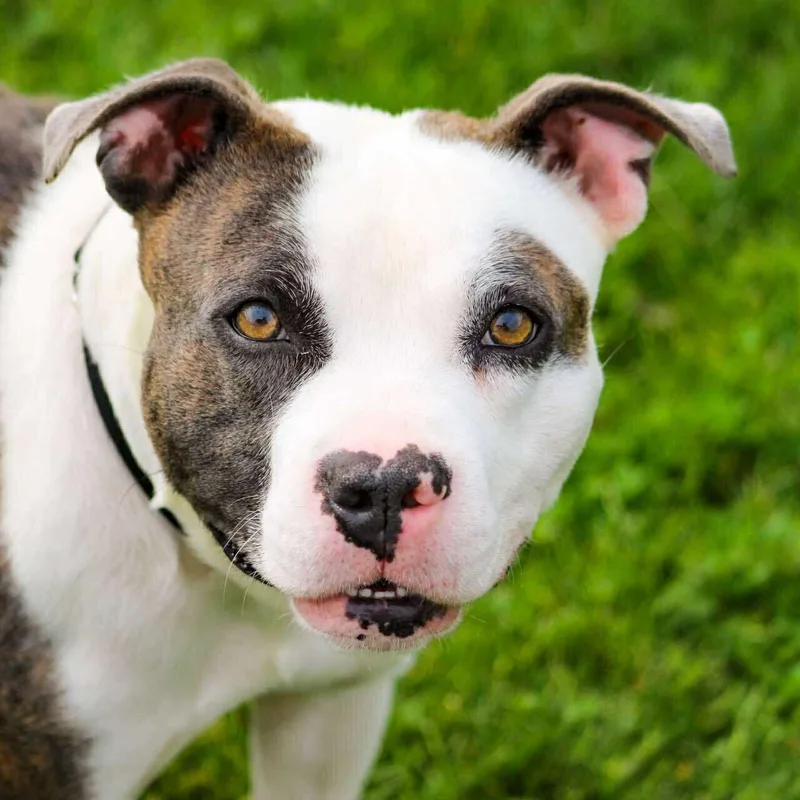 Finnegan thumbnail 4