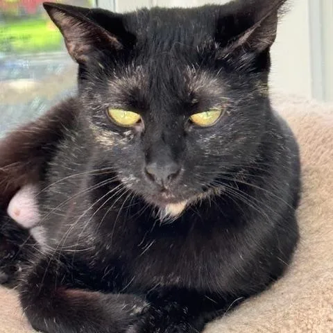 A young medium-sized female Domestic Short Hair cat named Remoulade for adoption in Mayfield, NY
