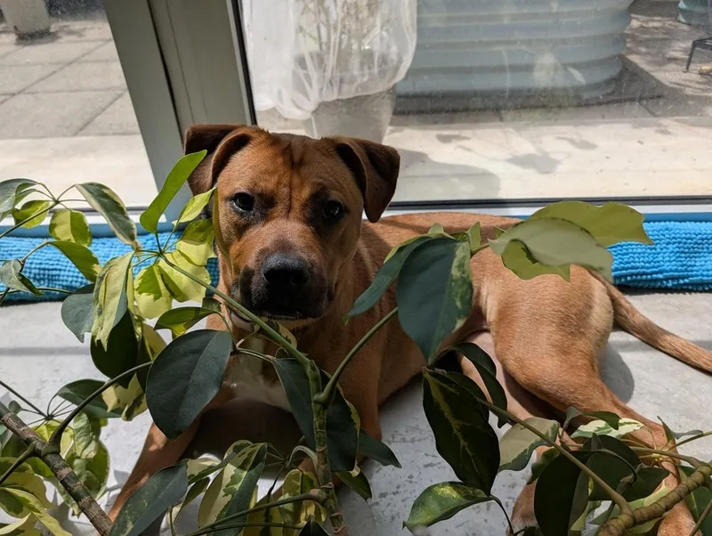 A young medium-sized female Brown / Chocolate American Staffordshire Terrier dog named Junie for adoption in Youngsville, NC
