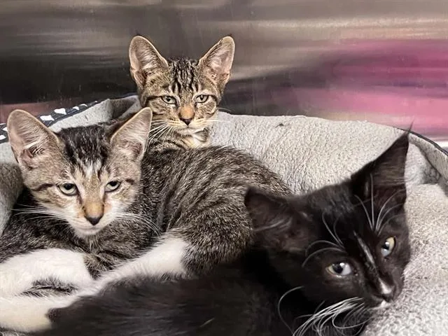 A baby small-sized male Domestic Short Hair cat named Slice for adoption in Tustin, CA