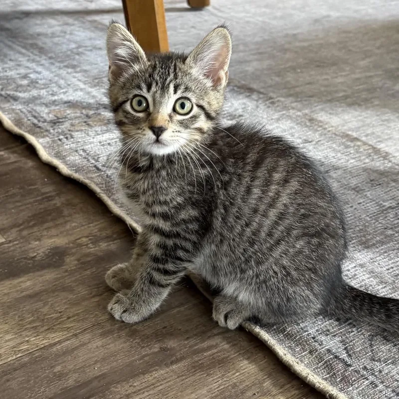 A baby small-sized male Brown / Chocolate Domestic Short Hair cat named Kiwi Chino Hills for adoption in Chino Hills, CA
