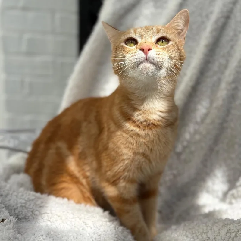 An adult small-sized female Orange / Red Domestic Short Hair cat named Miranda for adoption in Lexington, KY