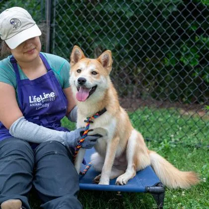 An adult medium-sized male Mixed Breed dog named Chow Chow for adoption in Chamblee, GA