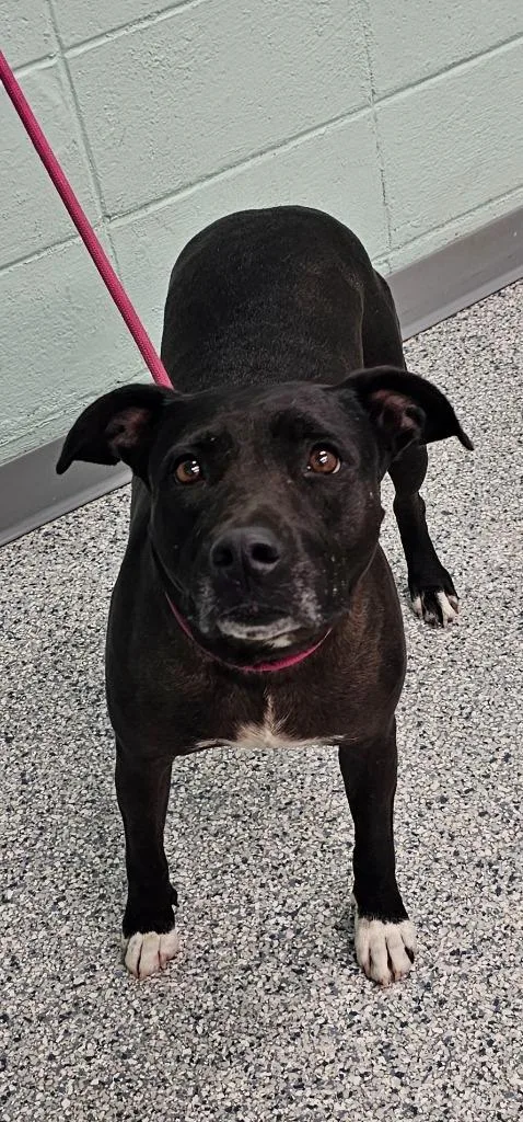 An adult large-sized female Terrier dog named Annie for adoption in Athens, TN