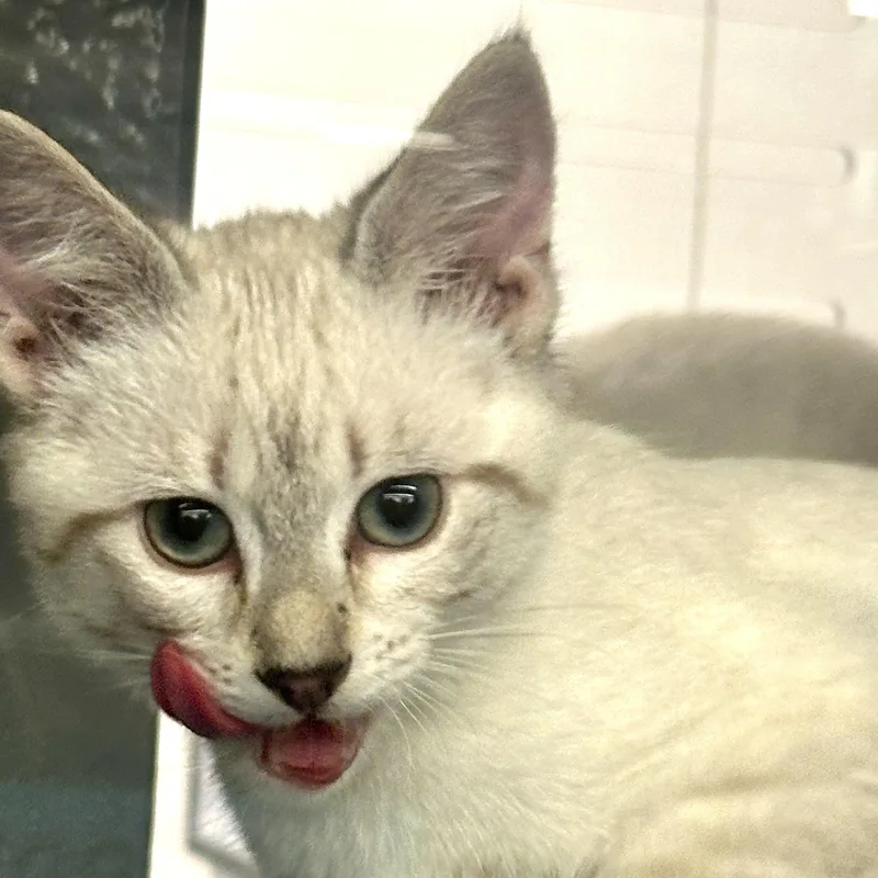 A baby medium-sized female Buff & White Siamese cat named Trout for adoption in Beaufort, SC