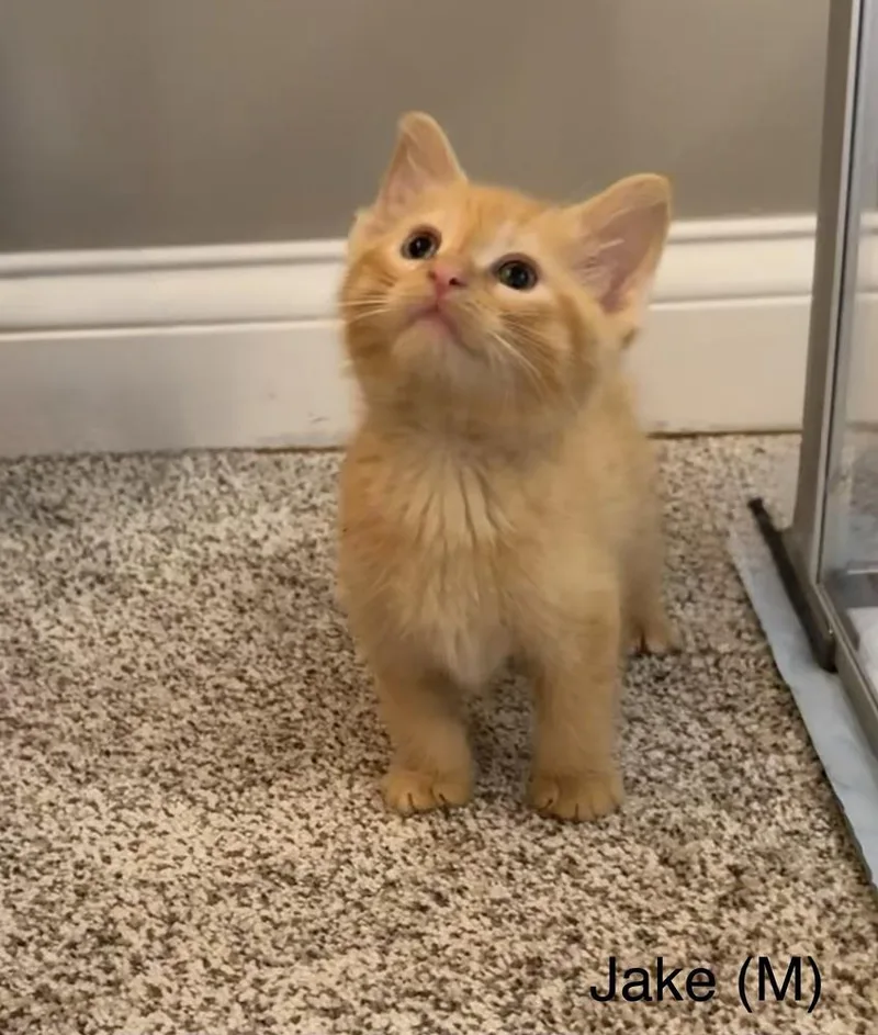 A baby small-sized male Domestic Short Hair cat named Jake Benassi for adoption in Peoria, IL