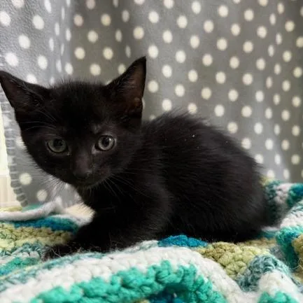 A baby small-sized male Domestic Short Hair cat named Wiggly for adoption in Cumming, GA