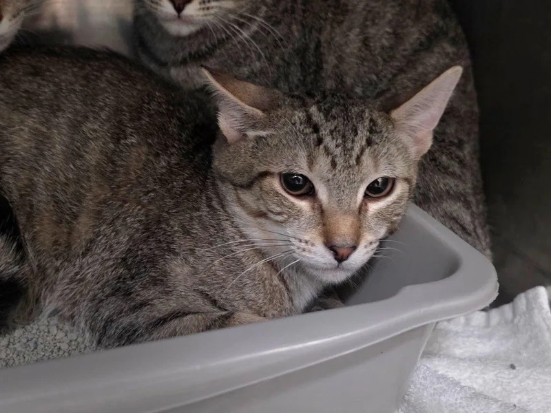 A baby small-sized male Tabby (Brown / Chocolate) Domestic Short Hair cat named Braxton for adoption in Raleigh, NC