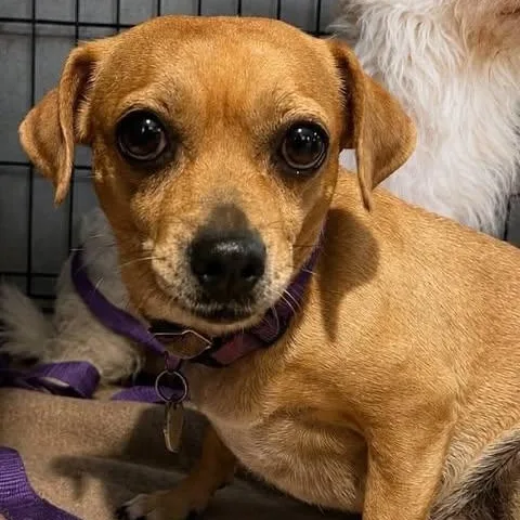 An adult small-sized female Apricot / Beige Chihuahua dog named Gracey for adoption in Center Point, TX