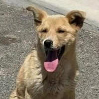 A young medium-sized male Mixed Breed dog named River for adoption in Chino valley, AZ