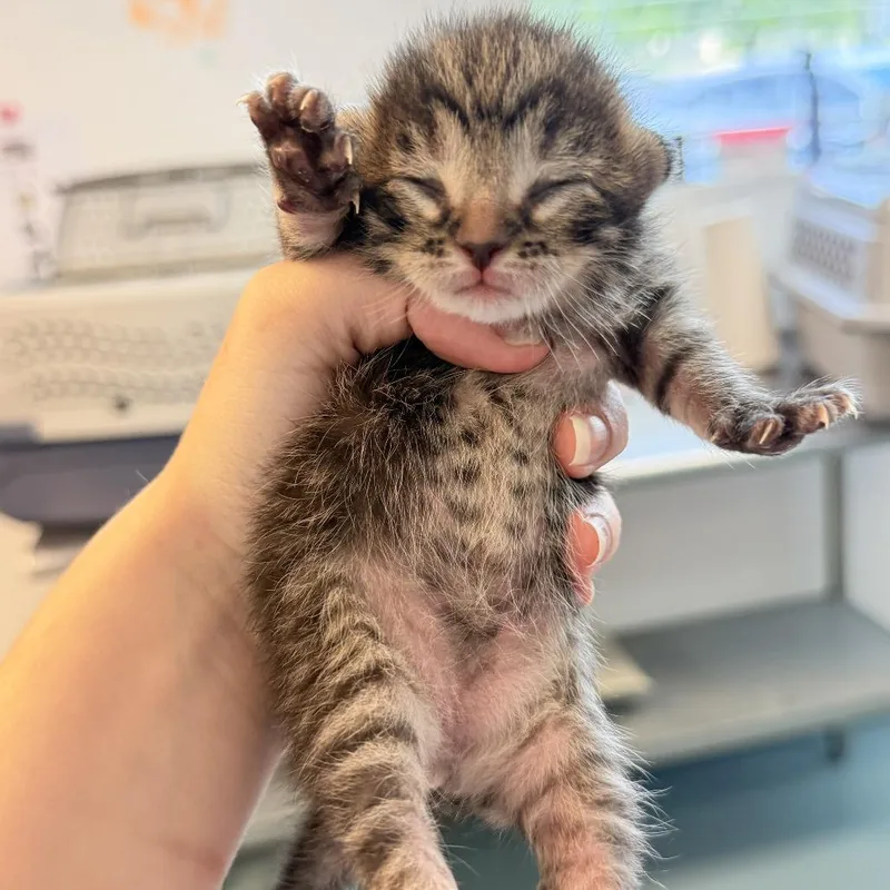A baby small-sized female Brown / Chocolate Domestic Short Hair cat named Xena Warrior Princess for adoption in Austin, TX