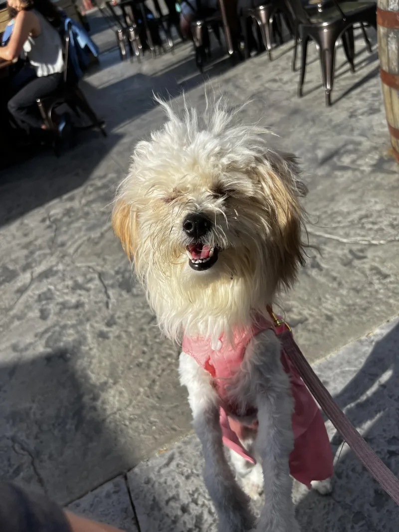 A young small-sized female Apricot / Beige Maltipoo dog named Andrea for adoption in Akron, OH