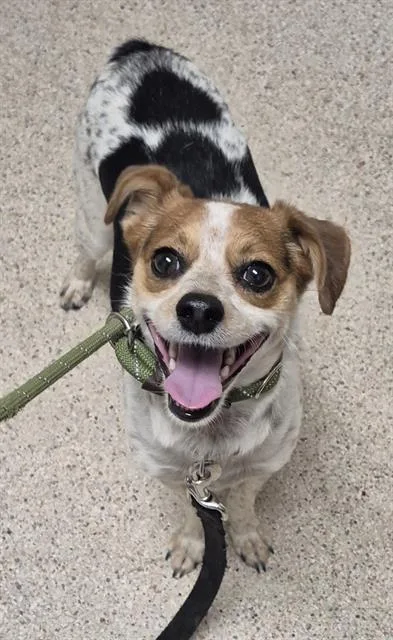 A young small-sized male Terrier dog named Zuko for adoption in Bakersfield, CA