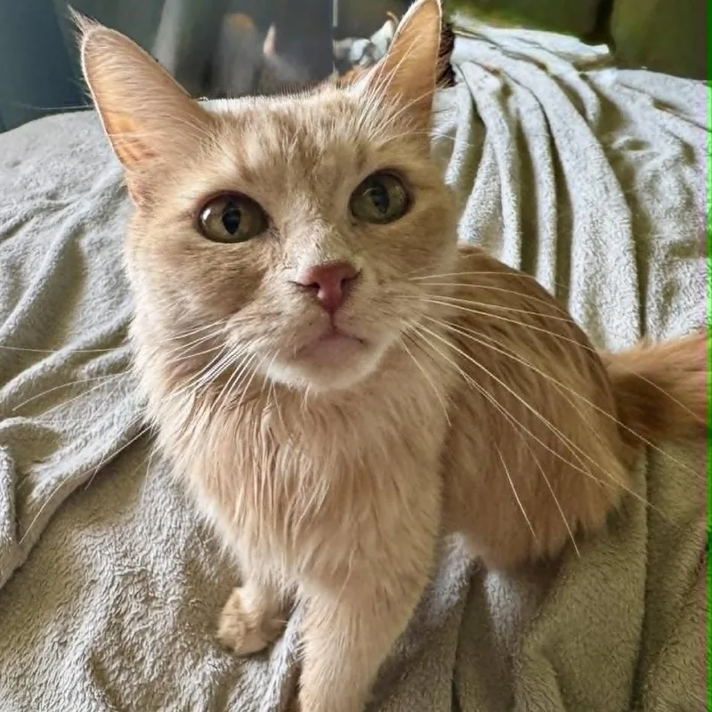 An adult small-sized female Orange / Red Domestic Long Hair cat named Lady for adoption in Grantsville, UT