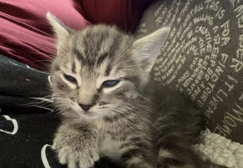 A baby medium-sized male Gray / Blue / Silver Tabby cat named Rune for adoption in Richardson, TX
