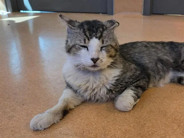 An adult medium-sized male Domestic Medium Hair cat named Crouton for adoption in Martinez, CA