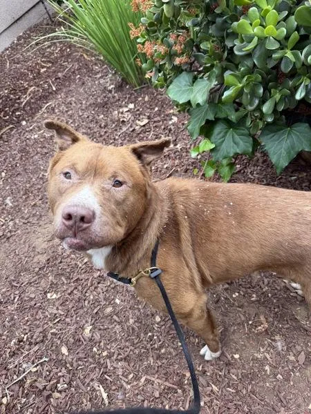 An adult large-sized male Pit Bull Terrier dog named Ares for adoption in San Diego, CA
