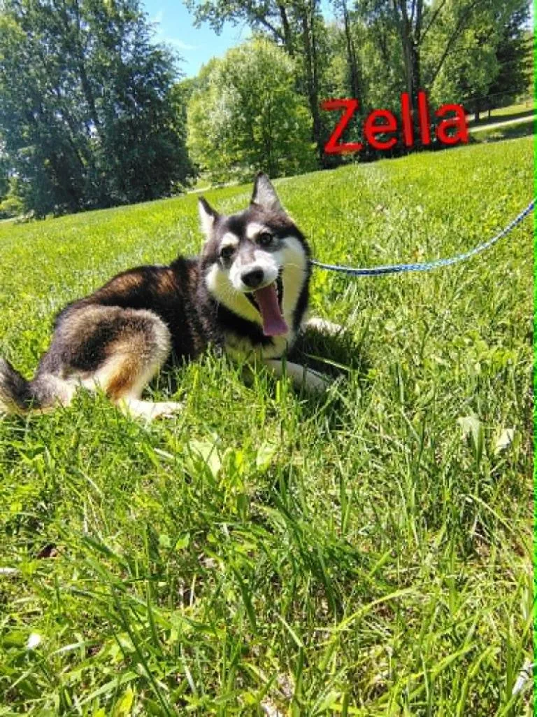 Zella thumbnail 2
