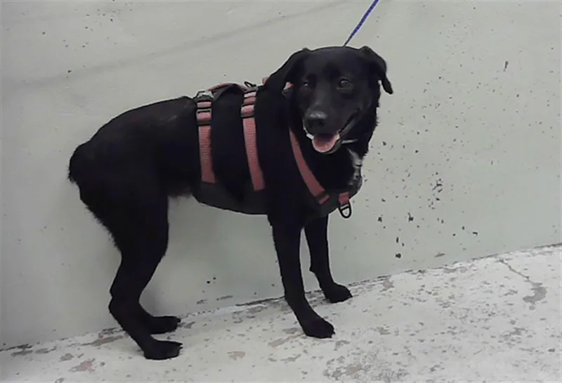 An adult large-sized female Labrador Retriever dog named Jordan for adoption in Houston, TX