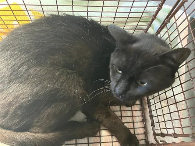An adult medium-sized male Domestic Short Hair cat named Keto for adoption in Long Beach, CA