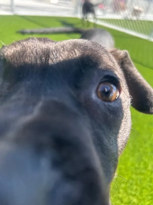 A young medium-sized male Black American Staffordshire Terrier dog named Atlas for adoption in bellefontaine, OH