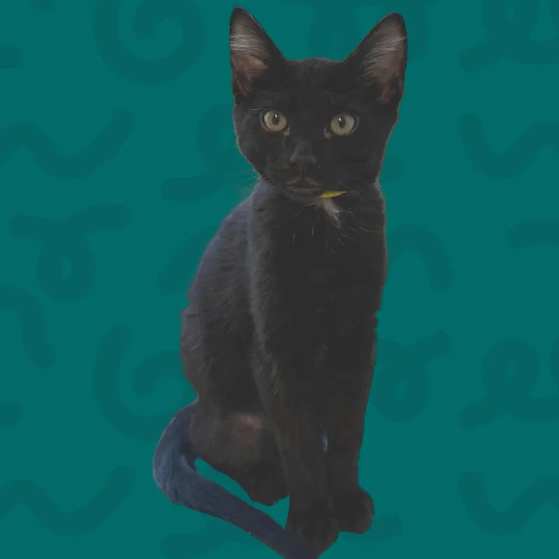A baby medium-sized male Black Domestic Short Hair cat named Polo for adoption in Reno, NV