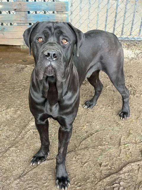 An adult large-sized male Cane Corso dog named Victor for adoption in Riverside, CA