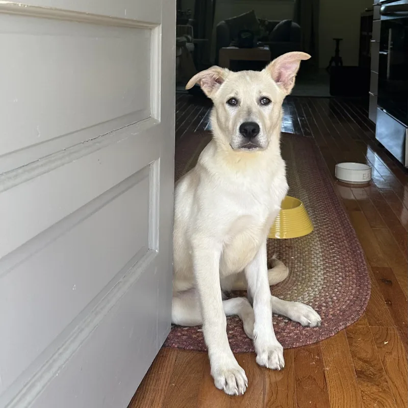 A young medium-sized female Apricot / Beige Yellow Labrador Retriever dog named Louise for adoption in Chattanooga, TN